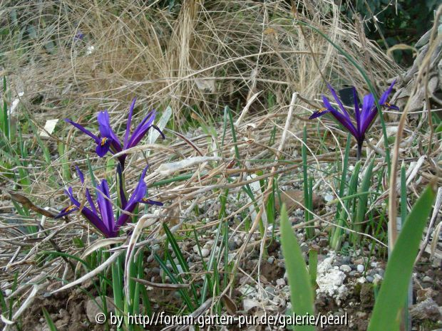 Iris reticulata vor Heu
