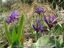 Iris reticulata