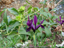 George mit helleborus