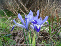 Clairette vor Lavendel