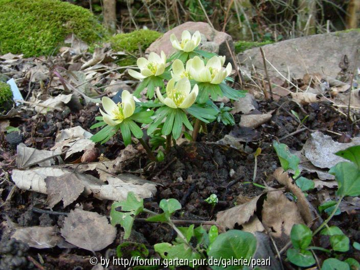 Schwefelglanz 27_ Februar 2011