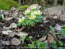 Schwefelglanz 27_ Februar 2011