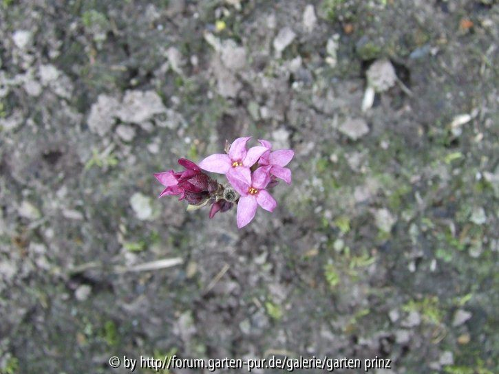 Daphne mezereum 3 jahrige Samling (2011/3)