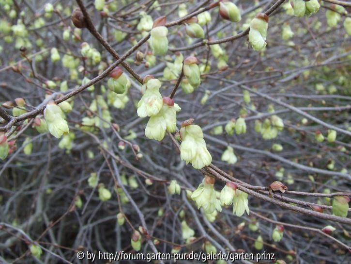Corylopsis pauciflora 2011/3