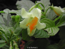 Weigela middendorffiana