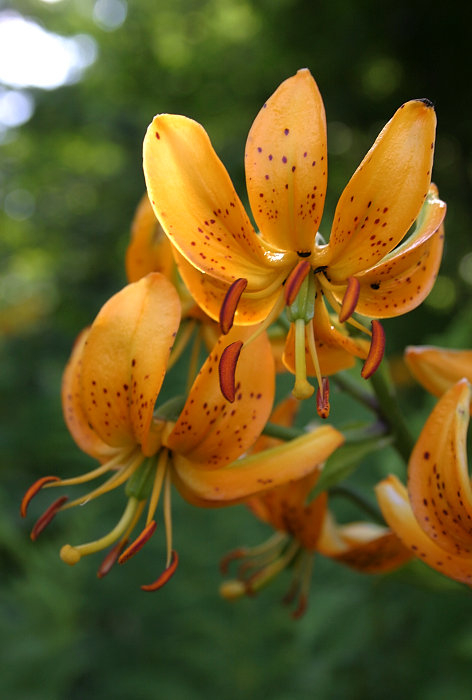 Lilium hansonii