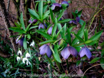 Helleborus torquatus März 2011