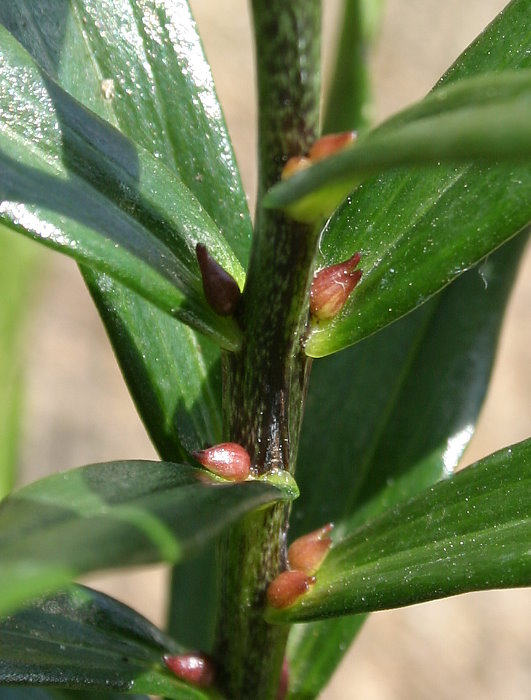 Lilium species