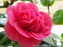 Camellia japonica 'Lady Campbell' - 2011