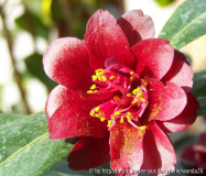 Camellia hybride 'Night Rider' - 2011
