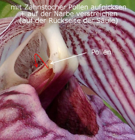 Cypripedium tibeticum - Schuhdetail