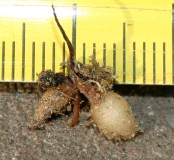 Ophrys apifera var. bicolor - Bulbe