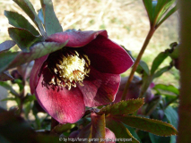 Helleborus orientalis Rot