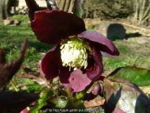 Helleborus orientalis Purpur