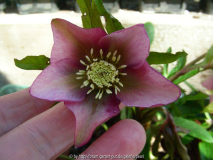 Helleborus nicht nigristern