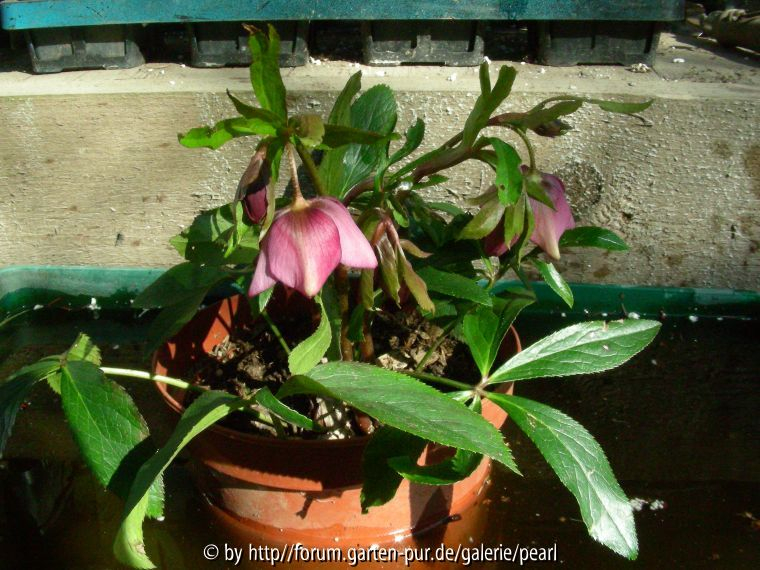 Helleborus nicht nigristern