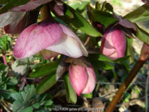 Helleborus Ballard Strain sanft rosa mit bisschen Punkten