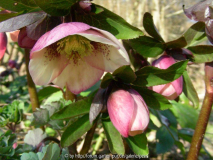 Helleborus Ballard Strain sanft rosa mit bisschen Punkten