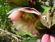 Helleborus Ballard Strain sanft rosa mit bisschen Punkten
