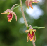 Epipactis mairei
