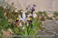 Iris rosenbachiana Harangon