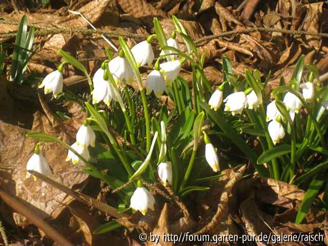Leucojum