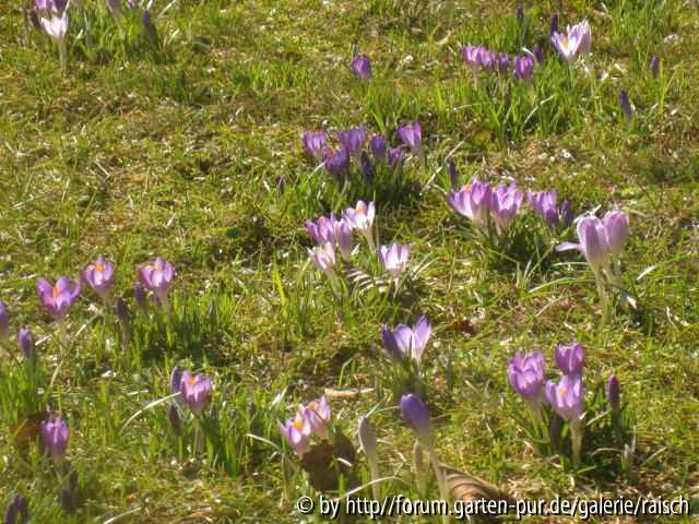 Crocus tommasinianus