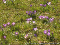 Crocus tommasinianus