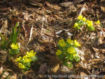 Eranthis
