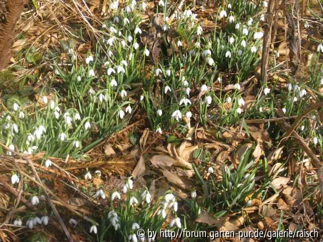 Galanthus nivalis