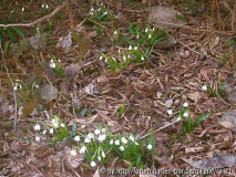Leucojum