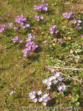 Elfenkrokusse