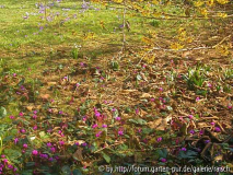 Krokusse, Cyclamen, Zaubernuss
