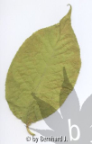 Blatt von Pterostyrax hispida