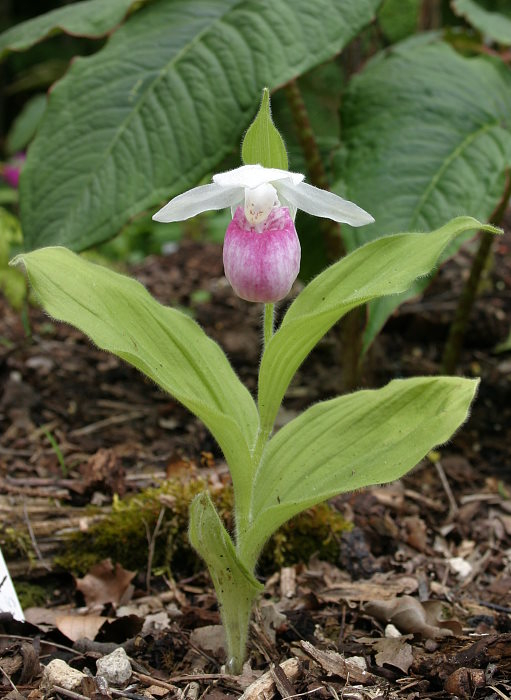 Cypripedium reginae