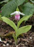 Cypripedium reginae