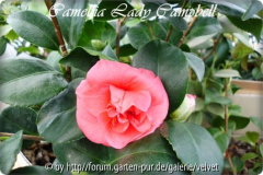 C. Lady Campbell
