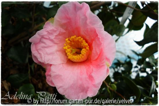 C. Adelina Patti