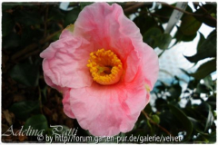 C. Adelina Patti