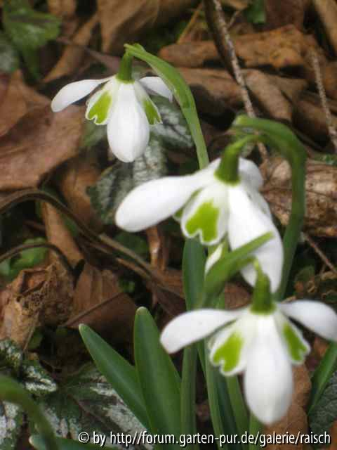 Galanthus gefüllt 3