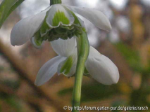 Galanthus gefüllt 2