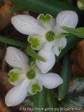 Galanthus gefüllt 1