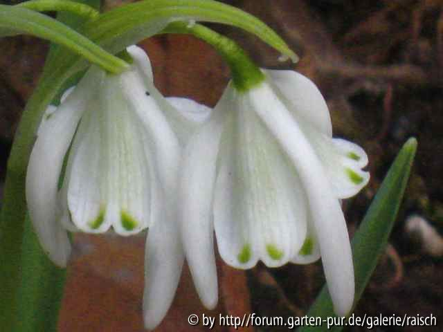 Galanthus ???