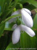Gal. woronowii 2