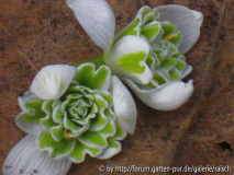 Galanthus unbekannt