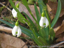 Gal. scharlockii