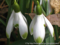 Gal. niv. 'Viridapice'