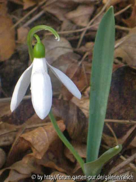 Ga. elwesii