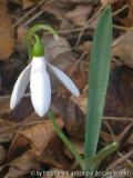Ga. elwesii