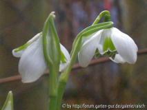 Gal. 'Oreanda'